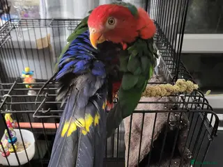 Parrots birds RARE Australian king Parrot - Advert 1