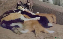 Ragdoll cats for sale: 12 half-Ragdolls (£150-£475) - Image 32
