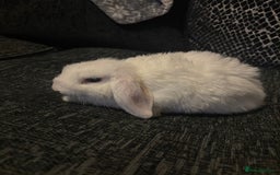 Mini Lop rabbits for sale: 3 blue eyed white mini lops READY NOW  - Image 3