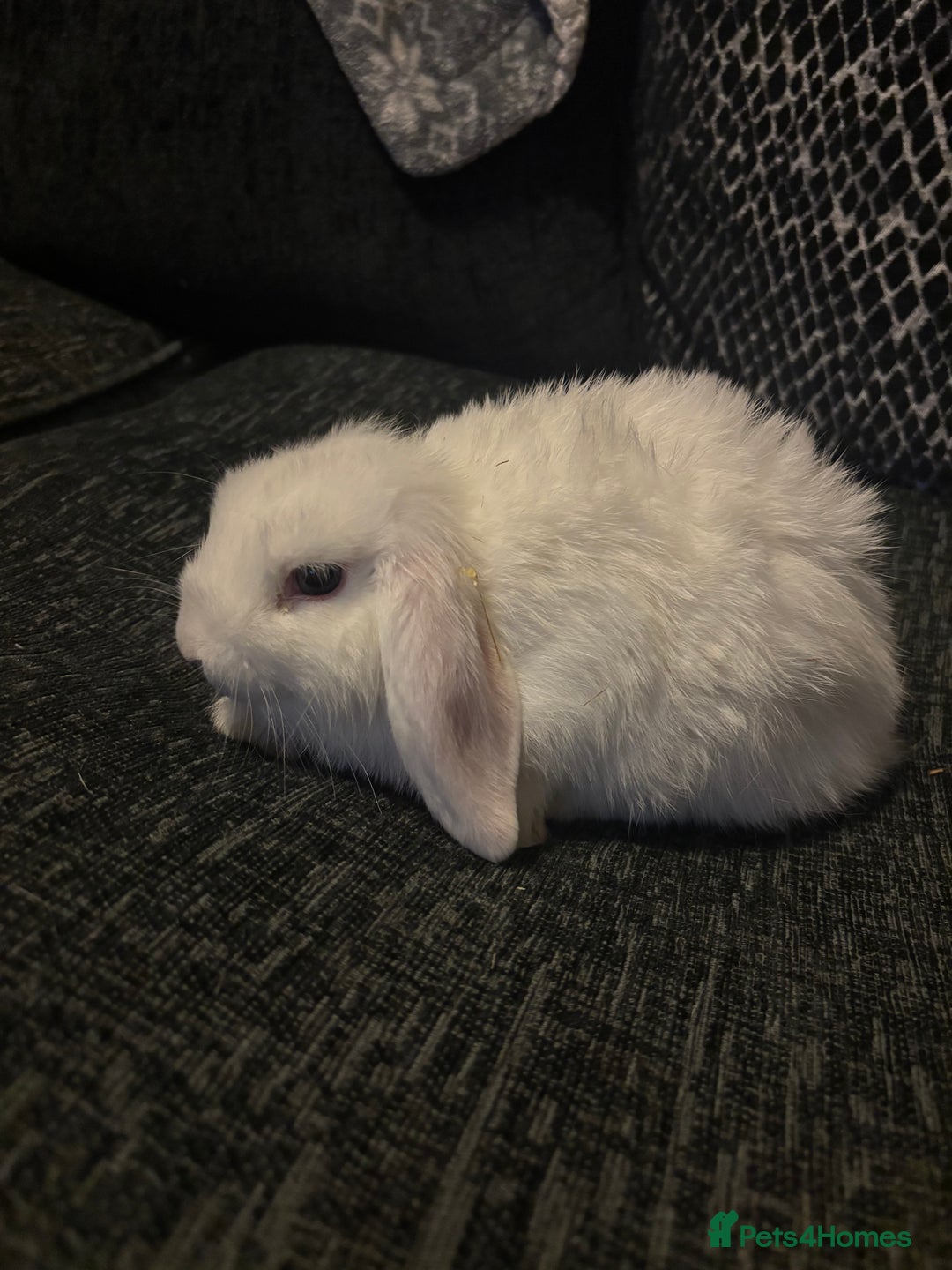 Mini Lop rabbits for sale: 3 blue eyed white mini lops READY NOW  - Image 3