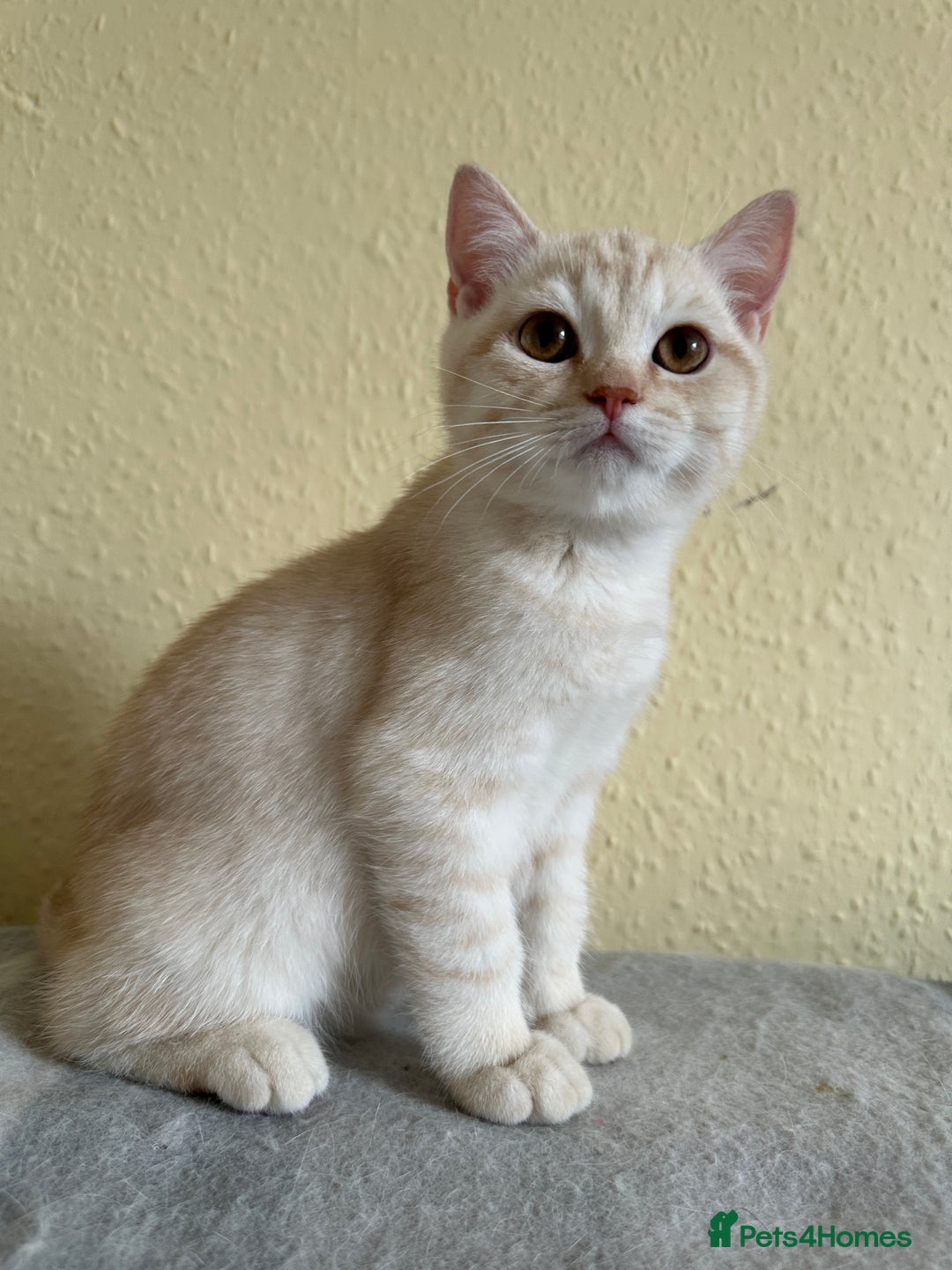 British Shorthair cats for sale: Stunning British Shorthair Kittens & adule cat - Image 32