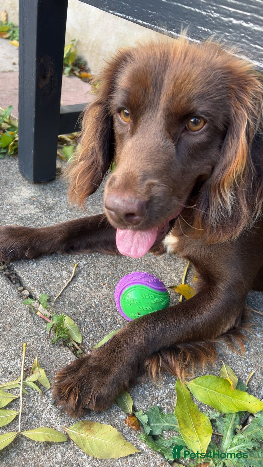 Cocker Spaniel dogs for sale: Gorgeous cocker spaniel bitch  - Advert 5