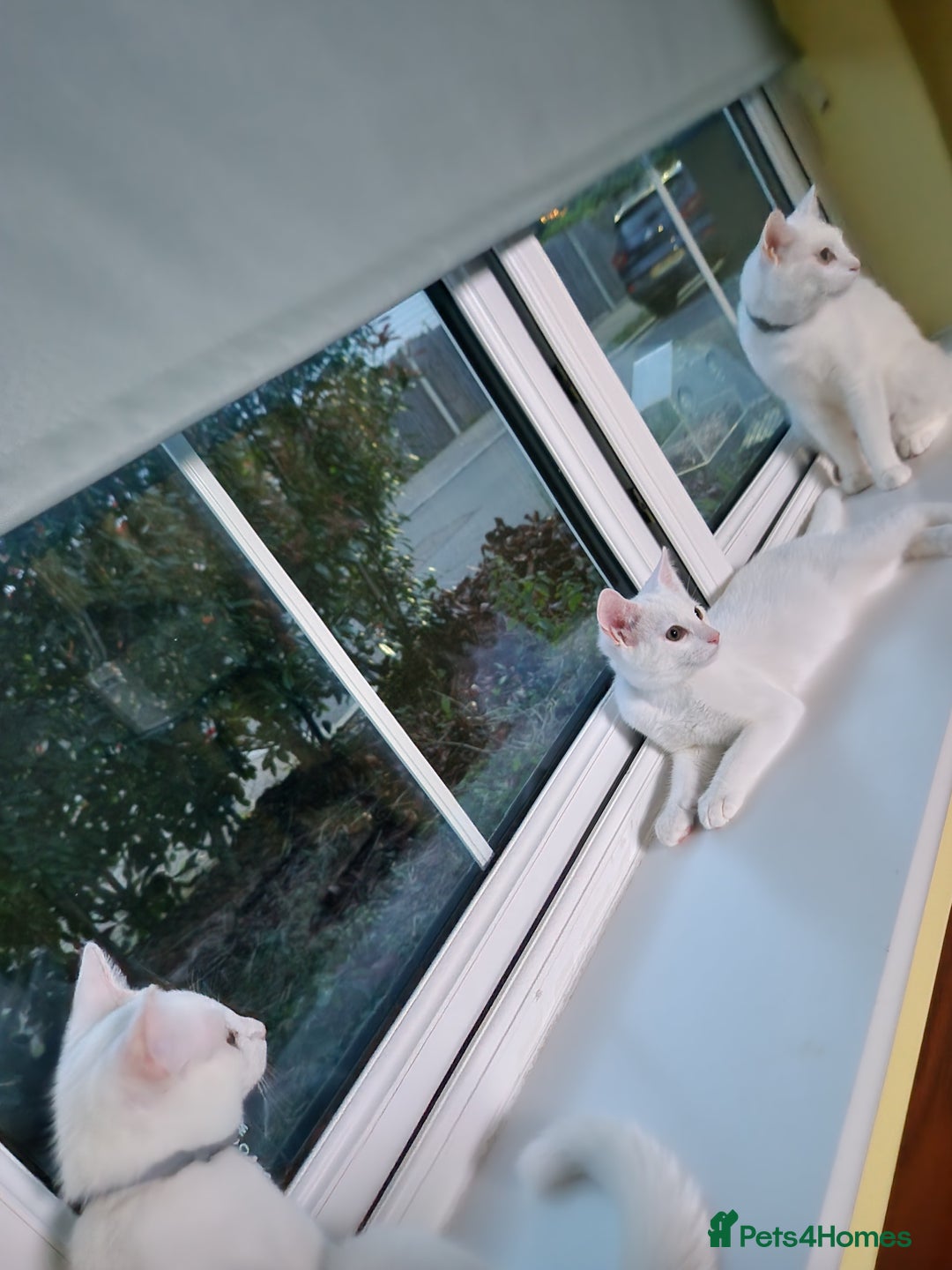 Turkish Angora cats for sale: 3 year old cat for sale (NOT KITTENS) - Image 9