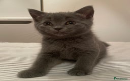 British Shorthair cats for sale: Three TICA British shorthair kittens - Image 4