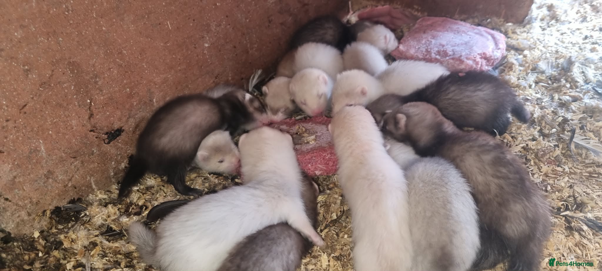 Ferret rodents 4 hobs for sale  - Advert 1