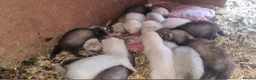 Ferret rodents for sale: 4 hobs for sale  in Atherstone - Advert 1