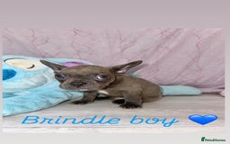 French Bulldog dogs for sale: Stunning French bulldogs 😍 - Image 14