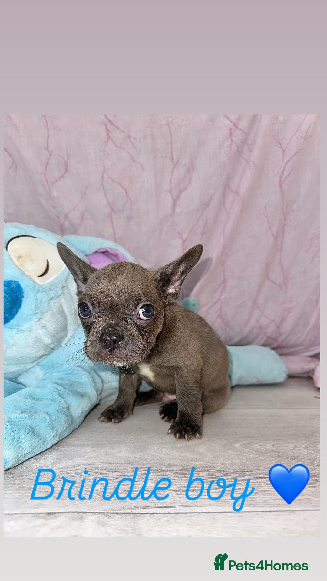 French Bulldog dogs for sale: Stunning French bulldogs 😍 - Image 14