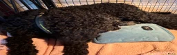 Standard Poodle dogs for sale: SIX STUNNING STANDARD POODLES dad Parti poodle - Advert 1