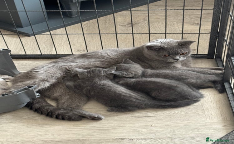 British Shorthair cats - Advert 4