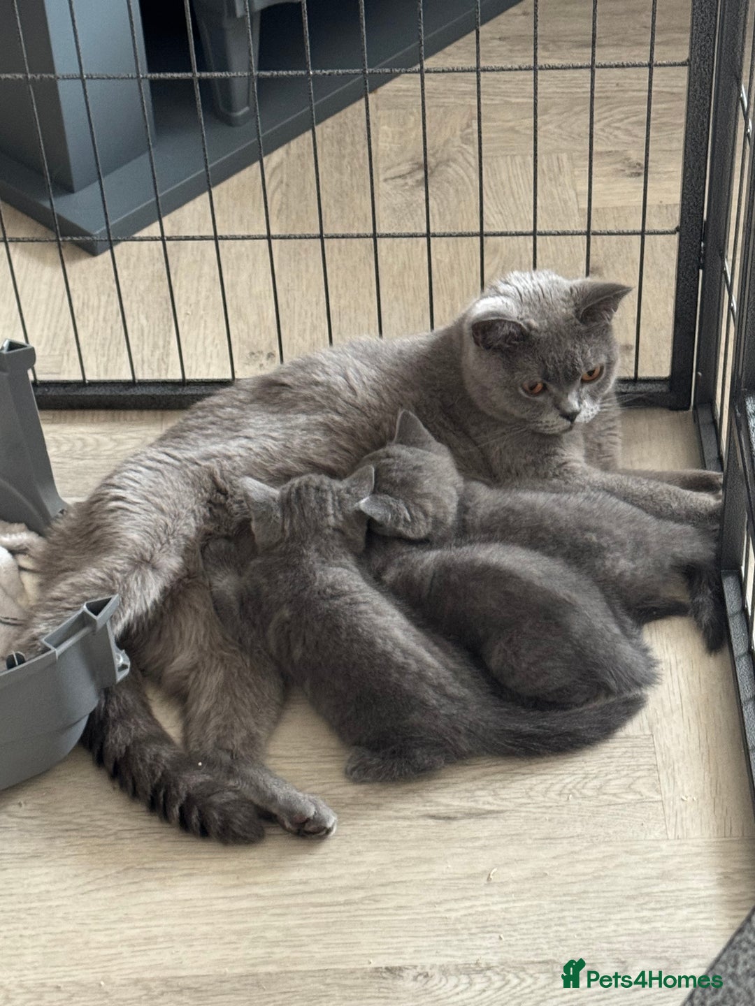British Shorthair cats for sale: British Shorthair babies  - Image 1