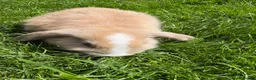 Mini Lop rabbits for sale: Beautiful pure breed mini lops😍 - Advert 18