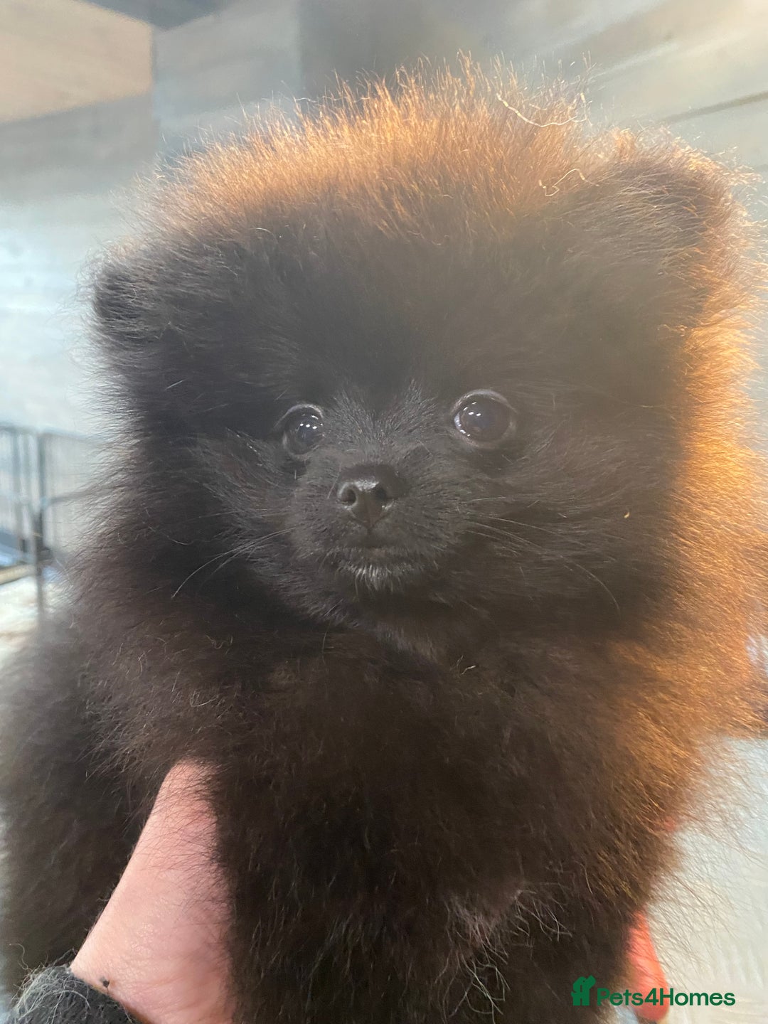 Pomeranian dogs for sale: Super cute sassy poms - Advert 14
