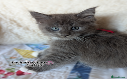 Maine Coon cats for sale: Ready now! 1 boy TICA Registered  - Image 5