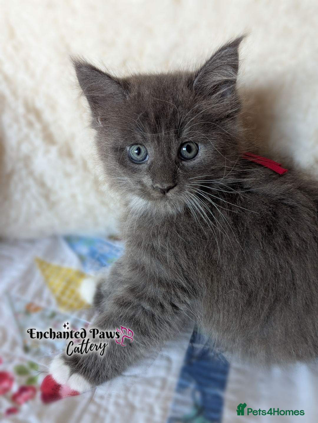 Maine Coon cats for sale: Ready now! 1 boy TICA Registered  - Image 5