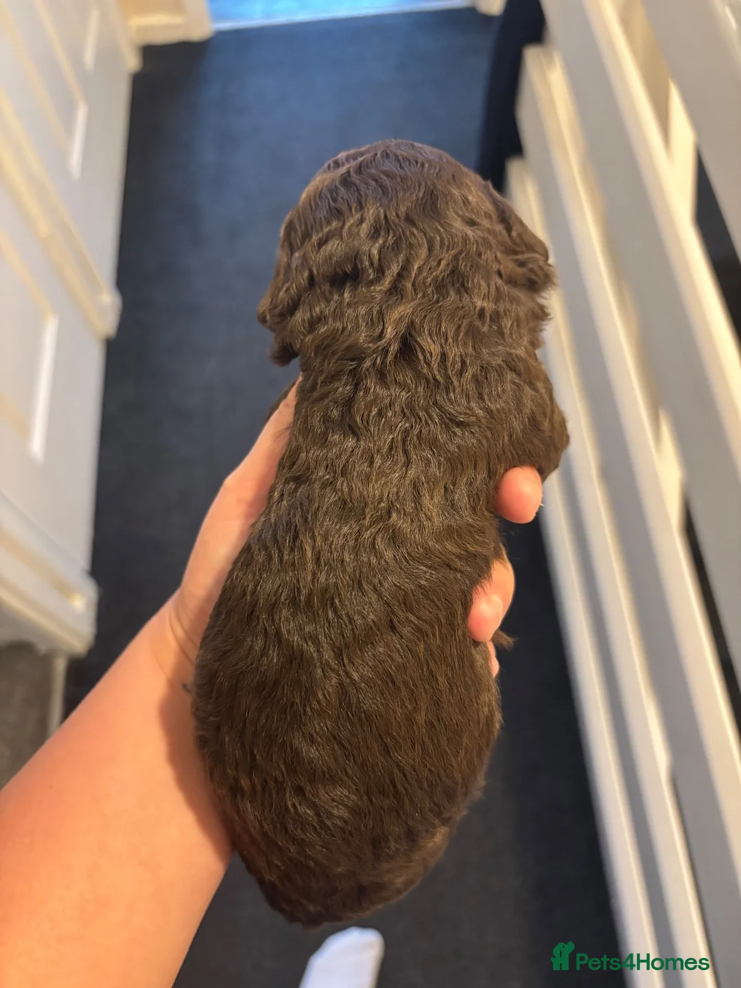 Cockapoo dogs for sale: **LAST LITTLE CHOCOLATE COCKAPOO** - Advert 9