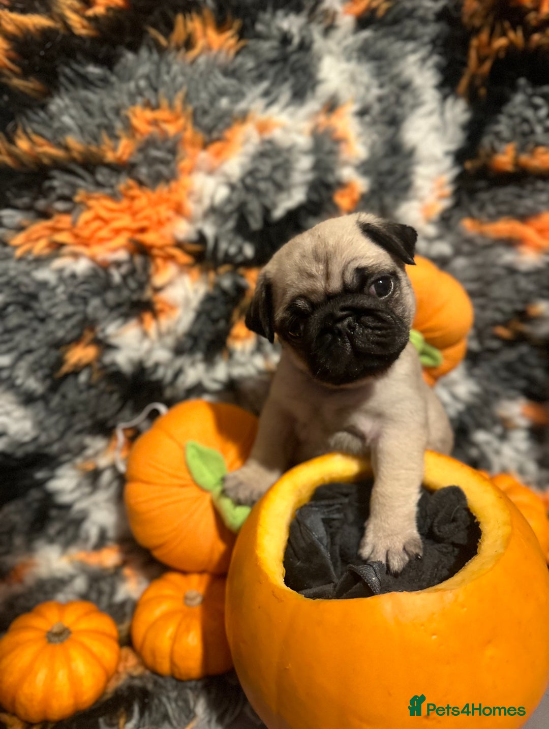 Pug dogs for sale: Beautiful baby girl full pedigree pug  - Image 1