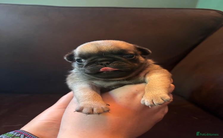 Pug dogs - Advert 1