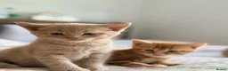 Mixed Breed cats for sale: Maine Coon X British shorthair  - Advert 3