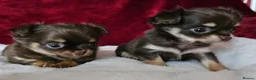 Chihuahua dogs for sale: KC reg Chocolate and tan chihuahua pups for sale - Advert 8