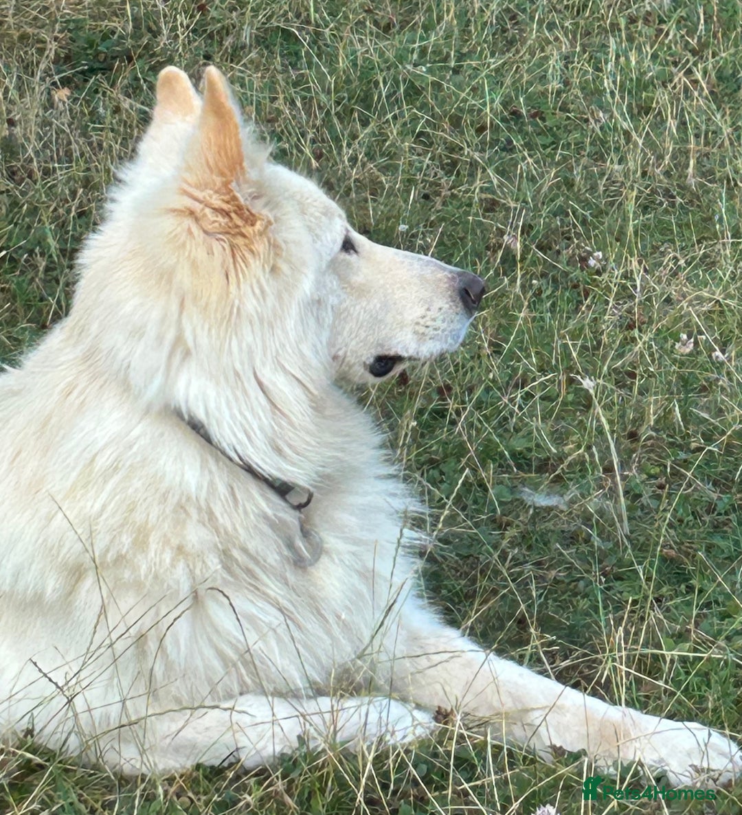 German Shepherd dogs for stud: Stunning German Shepherd Stud dog - Image 1