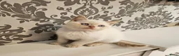 British Shorthair cats for sale: Blue eyes Flame Point British Shorthair kitten - Advert 3