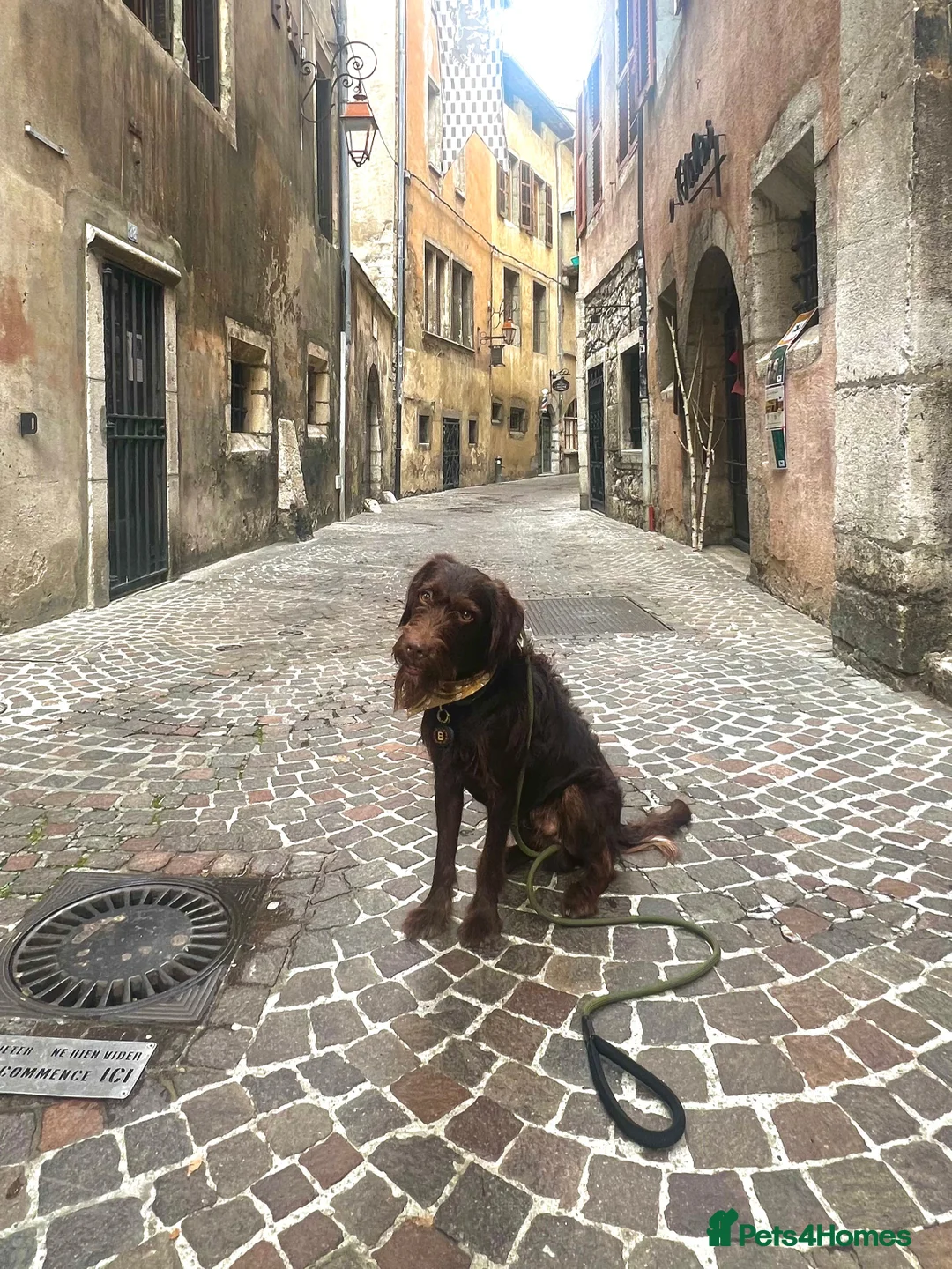 Mixed Breed dogs for sale: Finding new home for Lab x Cockapoo - Advert 1