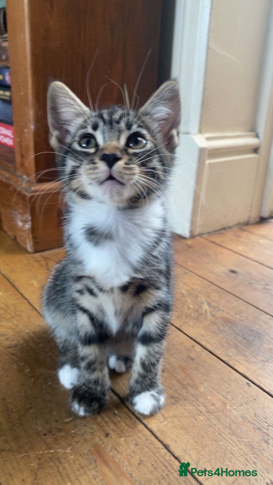 Mixed Breed cats tabby cats left  - Advert 3