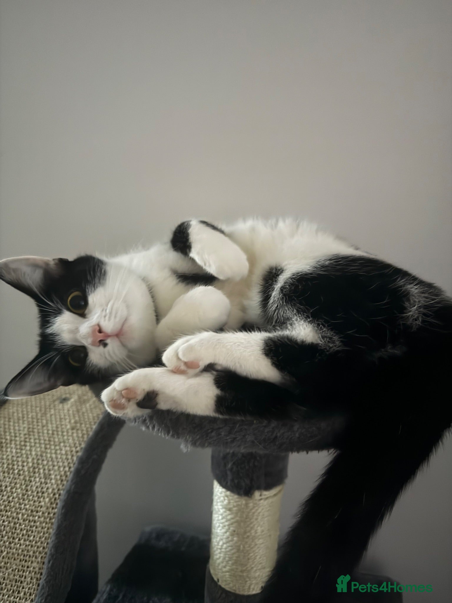 Domestic Shorthair cats Female Domestic Shorthair for sale - Advert 6