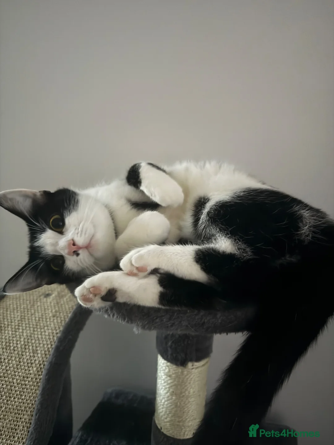 Domestic Shorthair cats for sale: Female Domestic Shorthair for sale - Advert 1