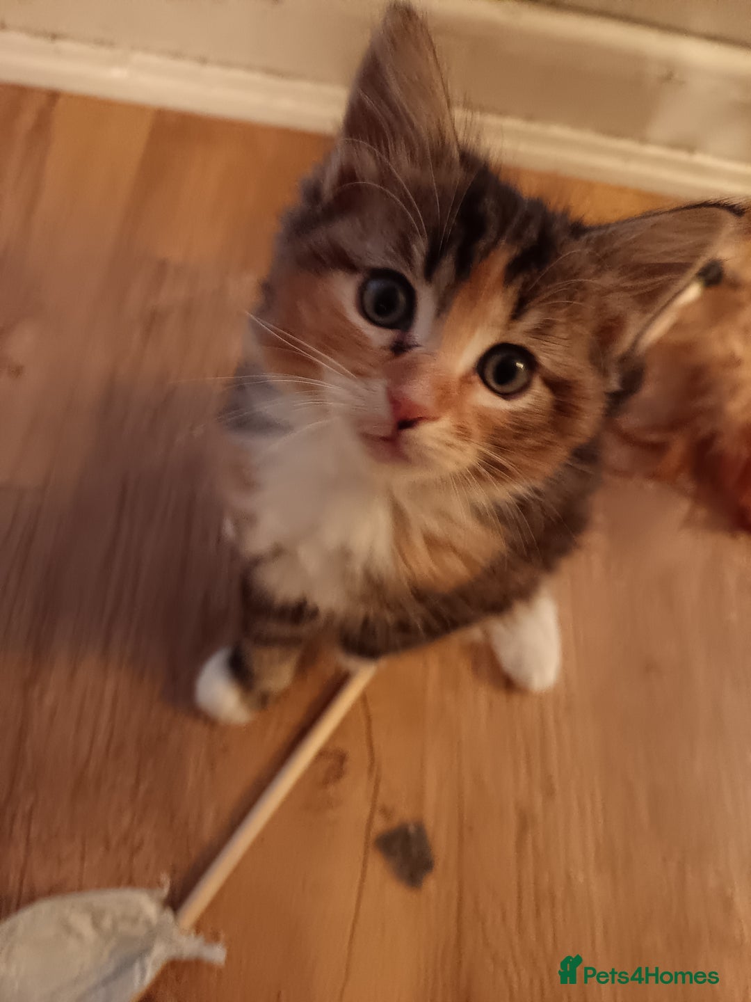 Mixed Breed cats for sale: Maine-coon / Ragdoll Kittens  - Image 17