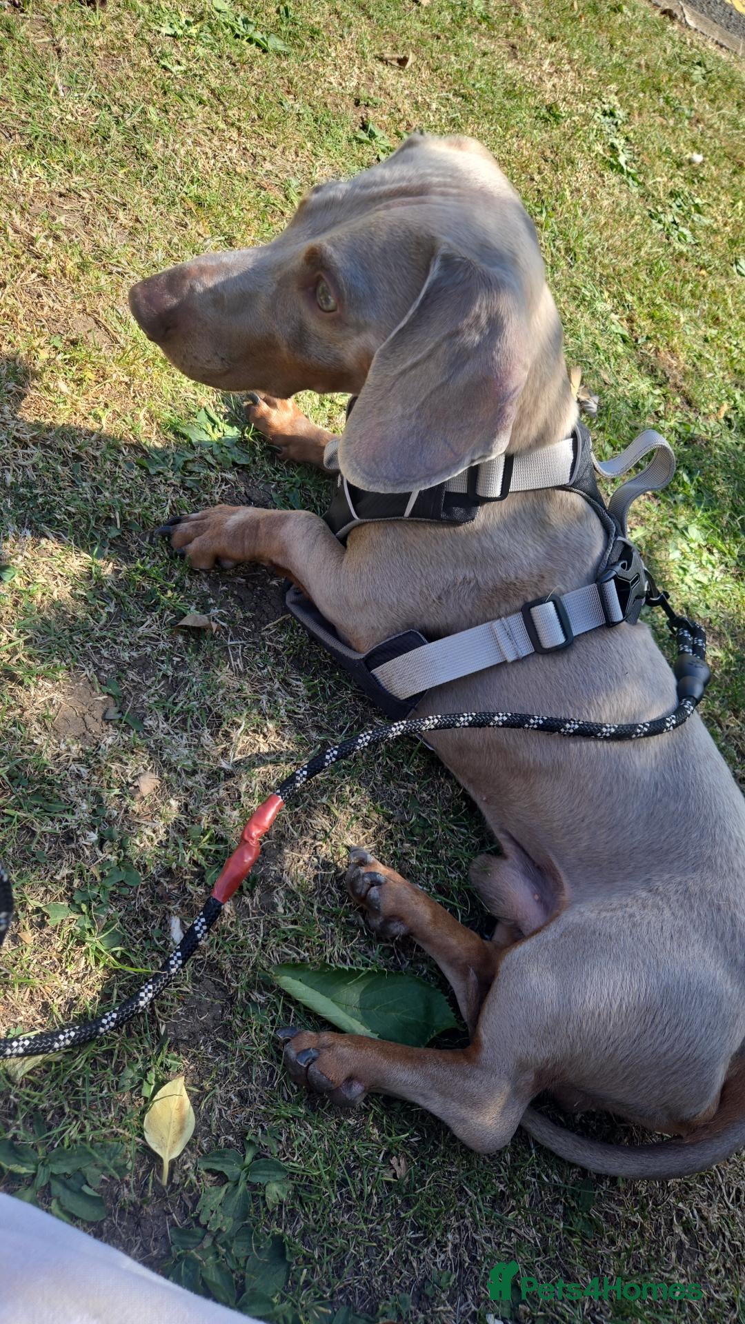 Dachshund dogs Milo Jefferson  - Advert 1
