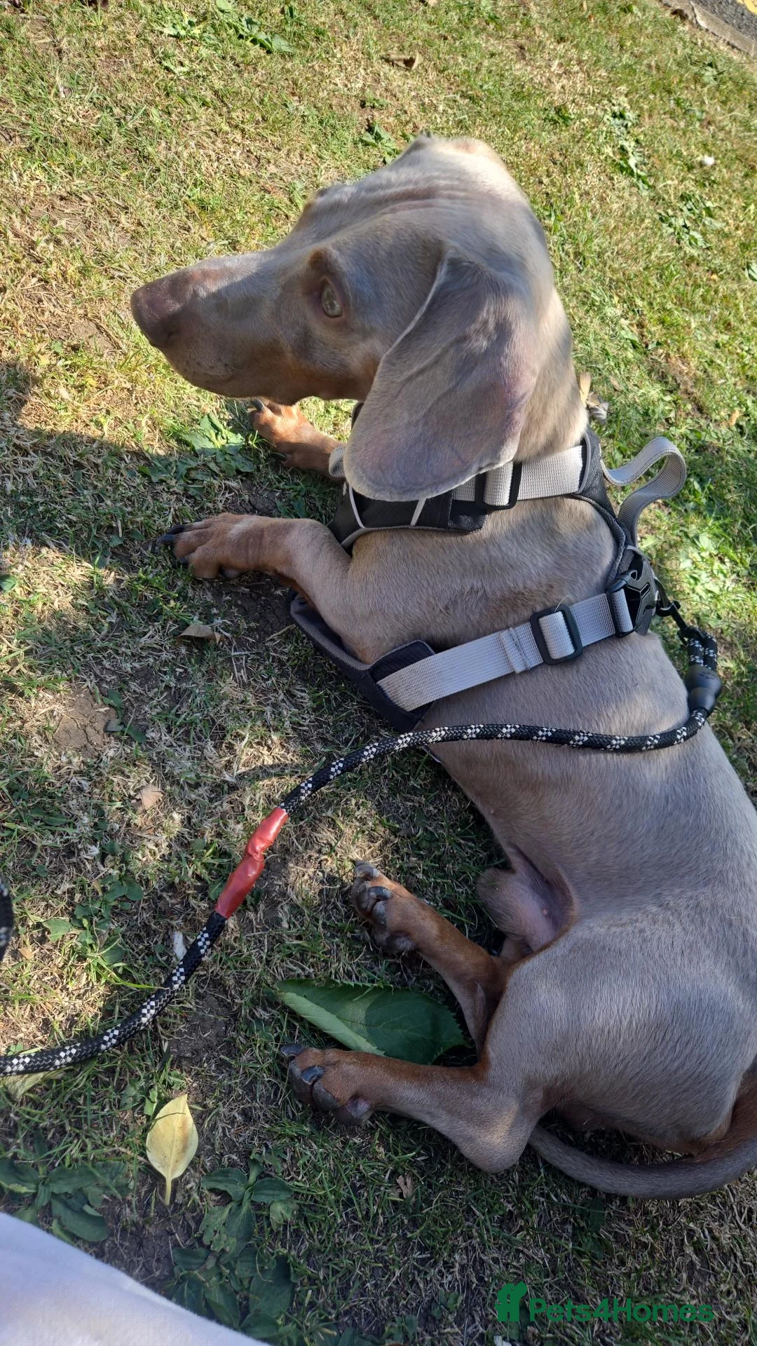 Dachshund dogs for stud: Milo Jefferson  in Guisborough - Advert 1