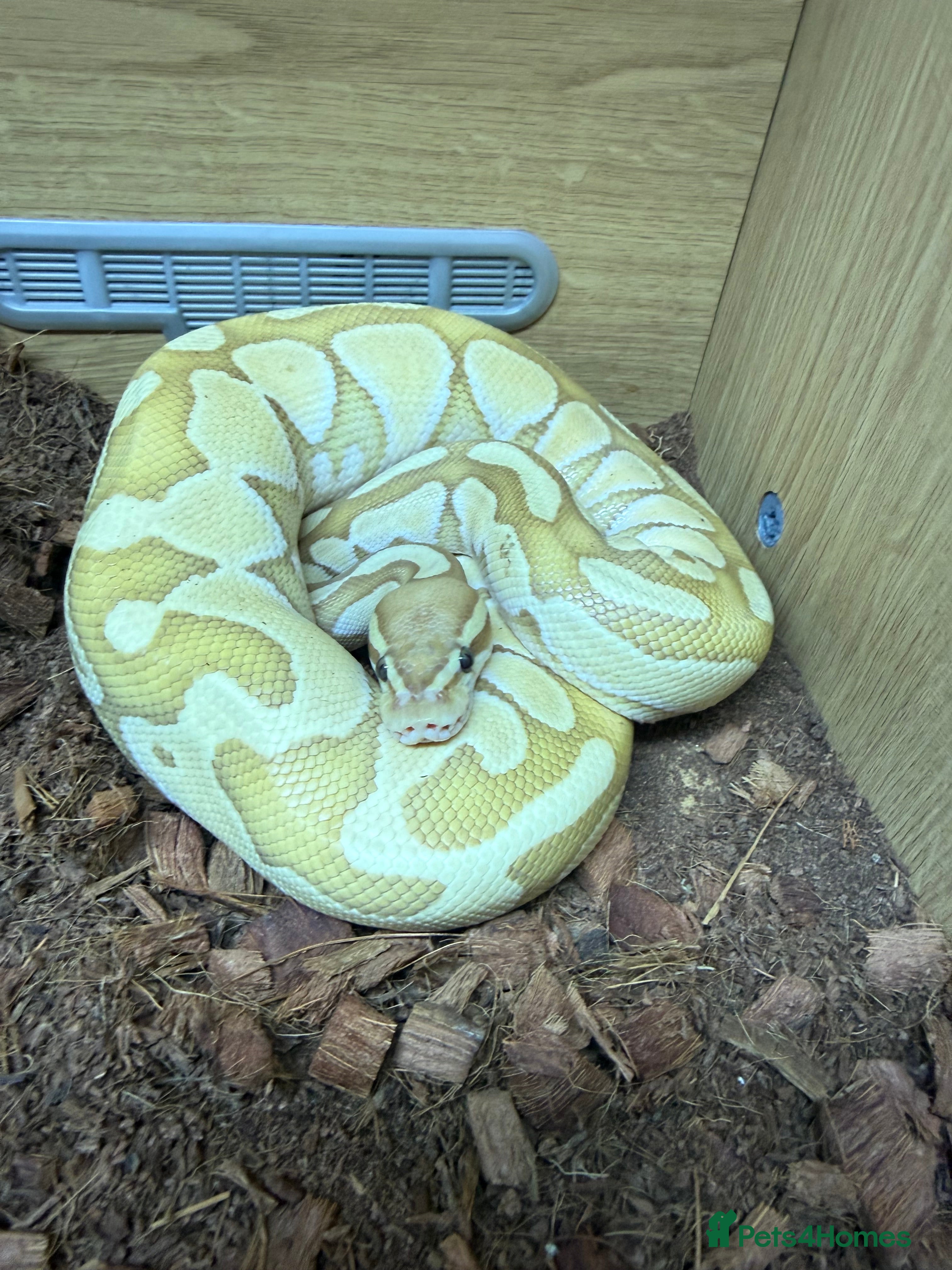 Python Snake reptiles Ball python  - Advert 1