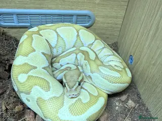 Python Snake reptiles Ball python - Advert 1