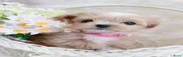 Maltipoo dogs for sale: Extra small F1 maltipoo puppies  in Doncaster - Advert 15