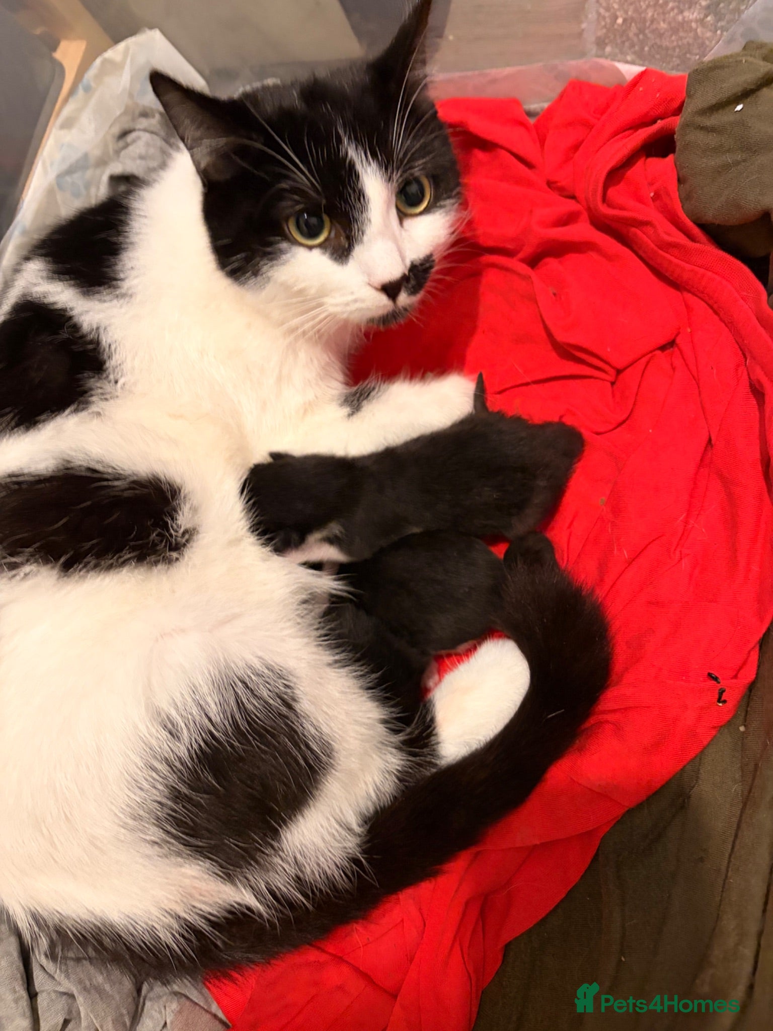 Mixed Breed cats Beautiful black and white fluffy kittens  - Advert 4