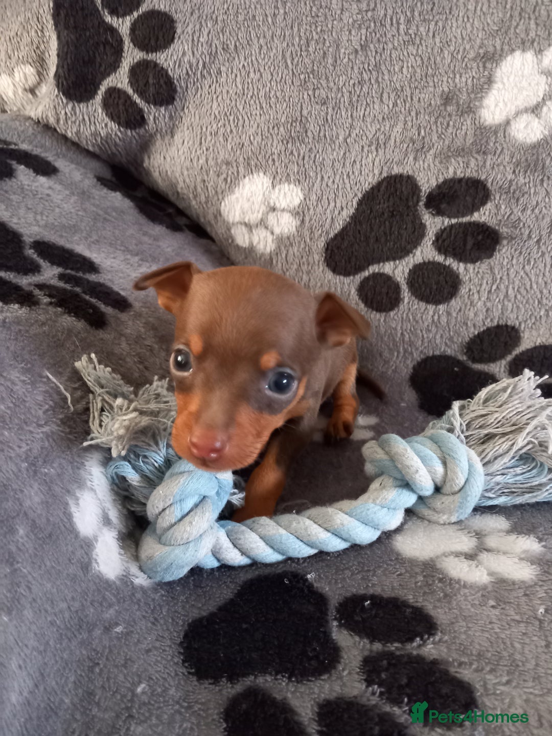 Miniature Pinscher dogs for sale: KC Reg Miniature Pinschers - Image 3