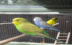 Budgerigars birds for sale: Budgies - Image 5