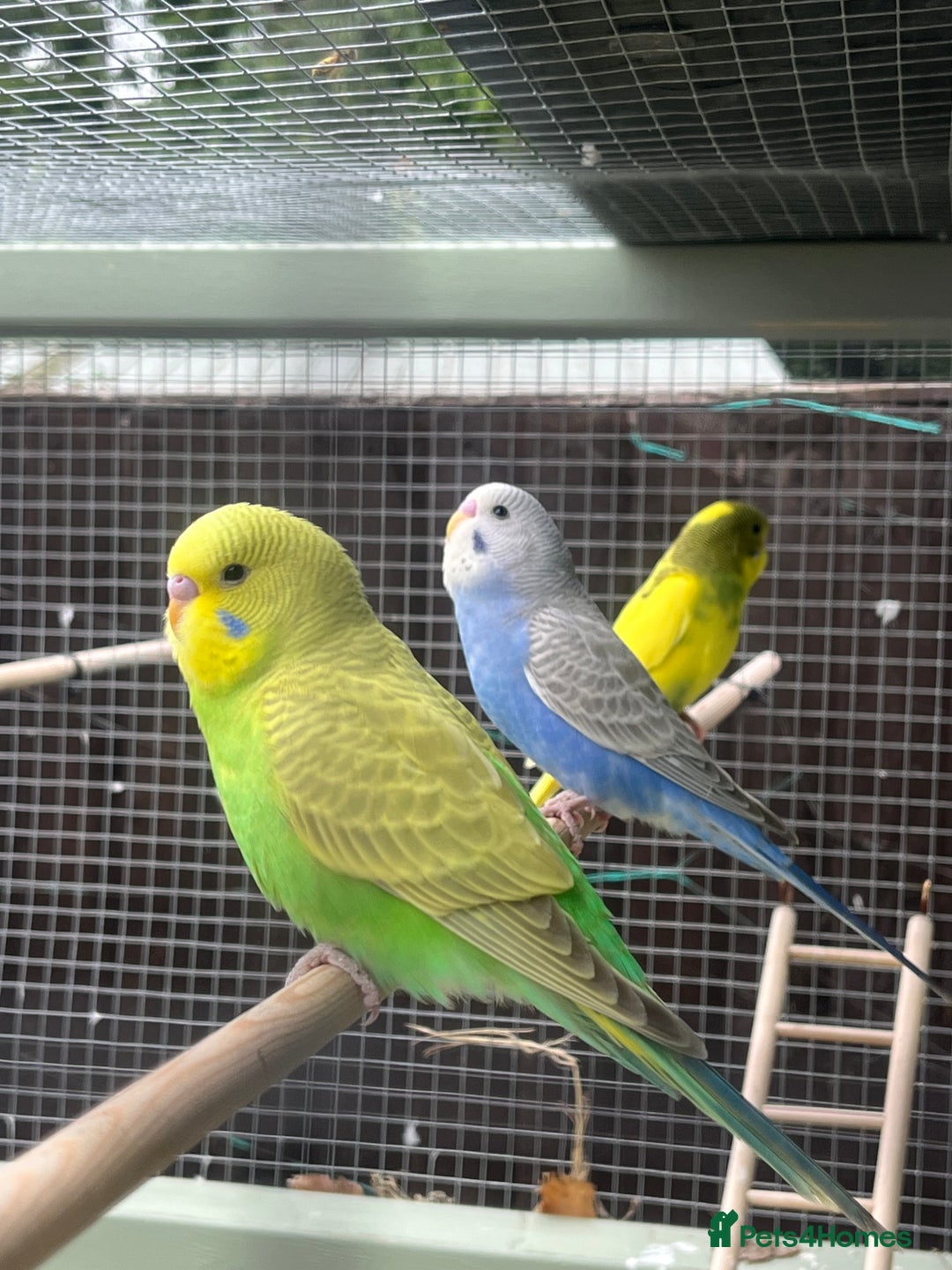 Budgerigars birds for sale: Budgies - Image 5