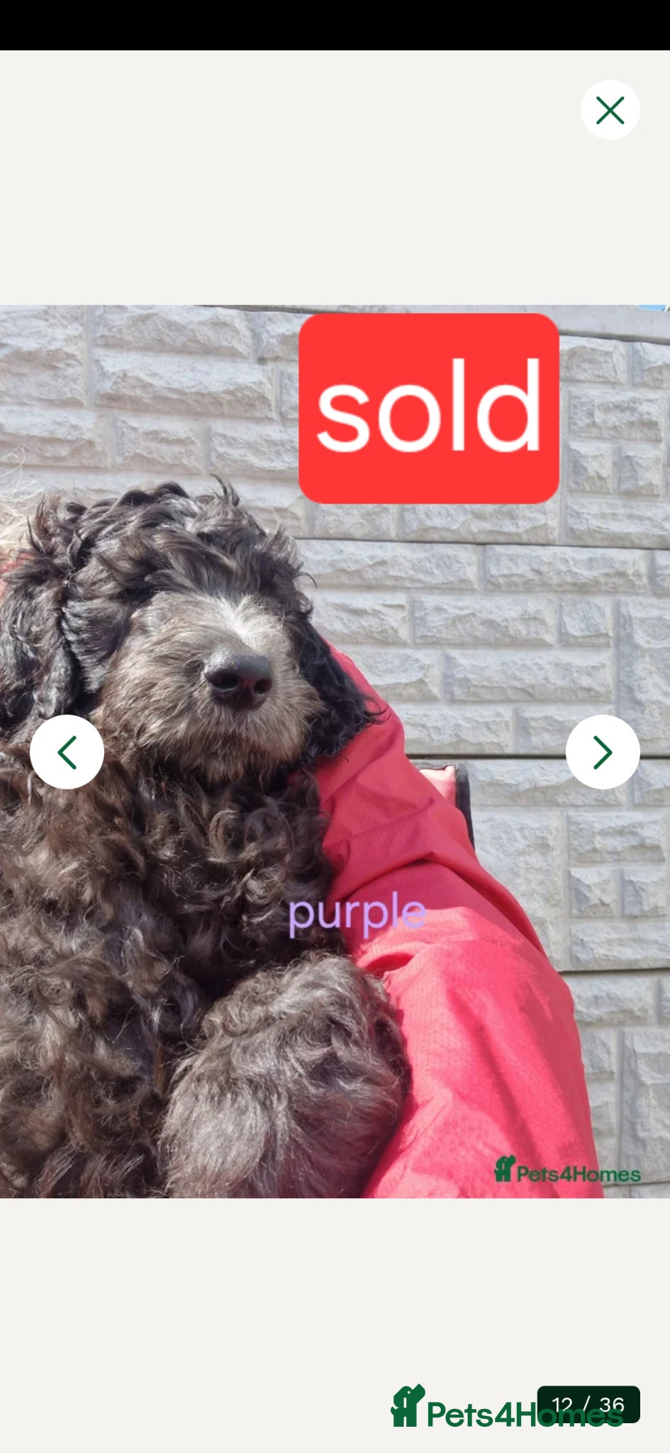 Goldendoodle dogs F1B Rare black standard Goldendoodle North Wales  - Advert 2