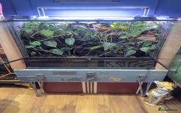Frog reptiles for sale: Albino red eyed tree frogs and set up  - Image 5