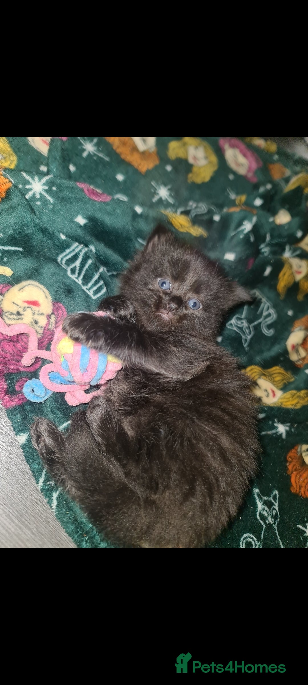 Mixed Breed cats for sale: Affectionate adorable kittens  - Advert 3