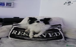 Mixed Breed dogs for sale: Papillon x pomeranian  - Image 5