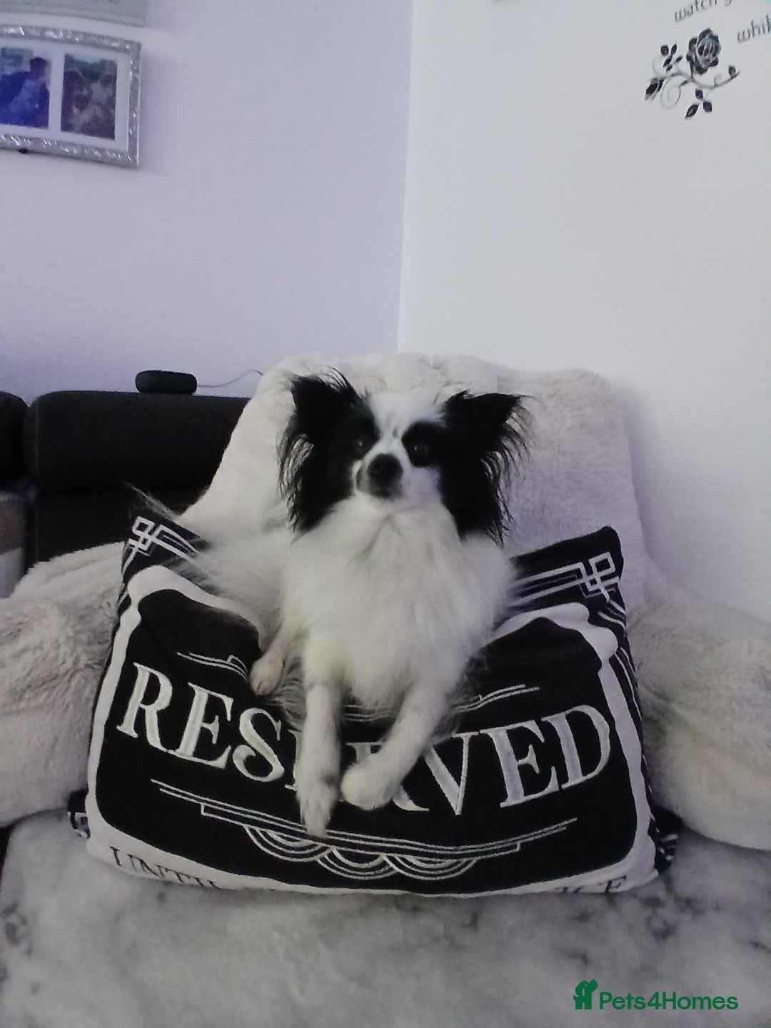 Mixed Breed dogs for sale: Papillon x pomeranian  - Image 5