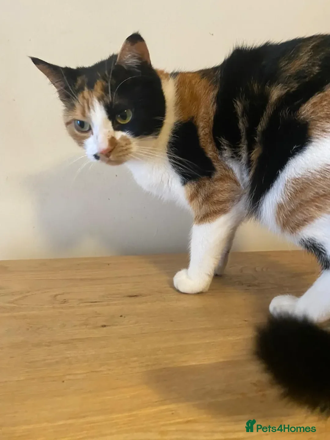 Mixed Breed cats for adoption: Lulu the rescue cat needs her own cat free home - Advert 1