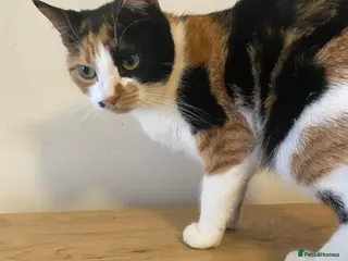 Mixed Breed cats Lulu the rescue cat needs her own cat free home - Advert 1