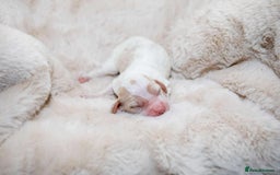 Cocker Spaniel dogs for sale: Working cocker spaniel puppies - Image 4