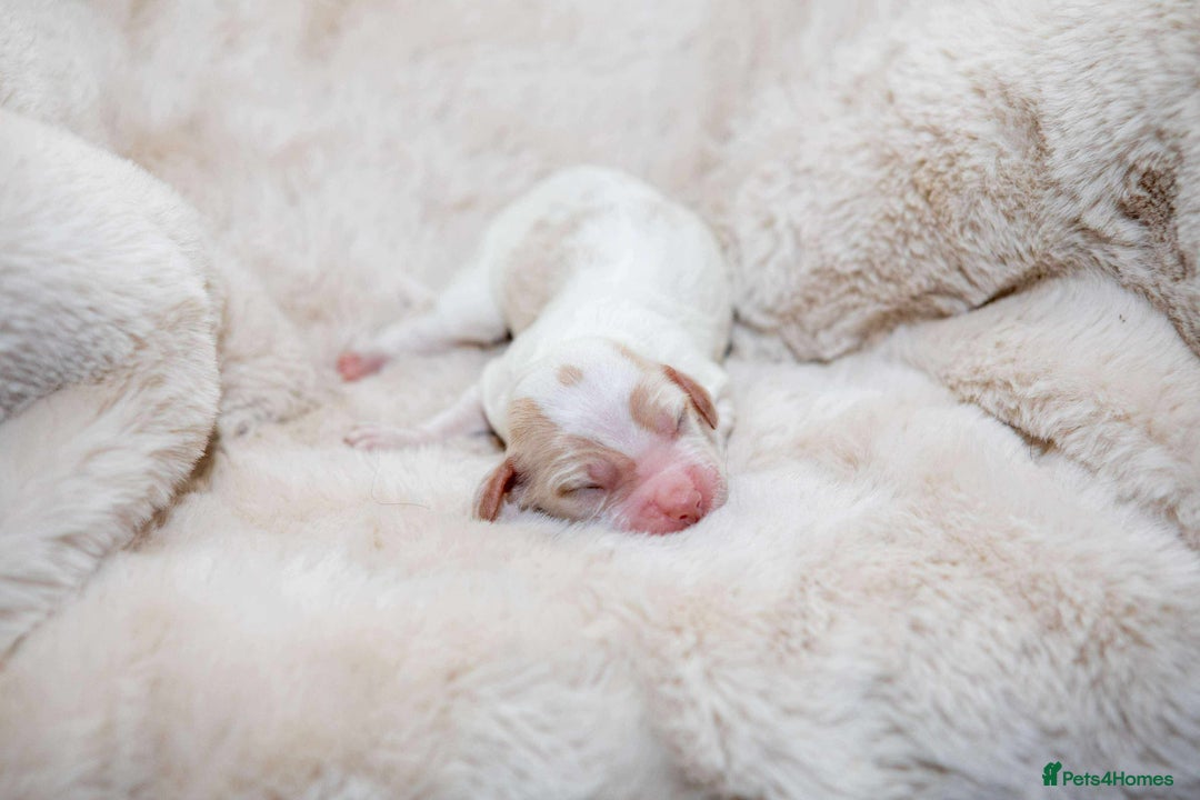Cocker Spaniel dogs for sale: Working cocker spaniel puppies - Image 4