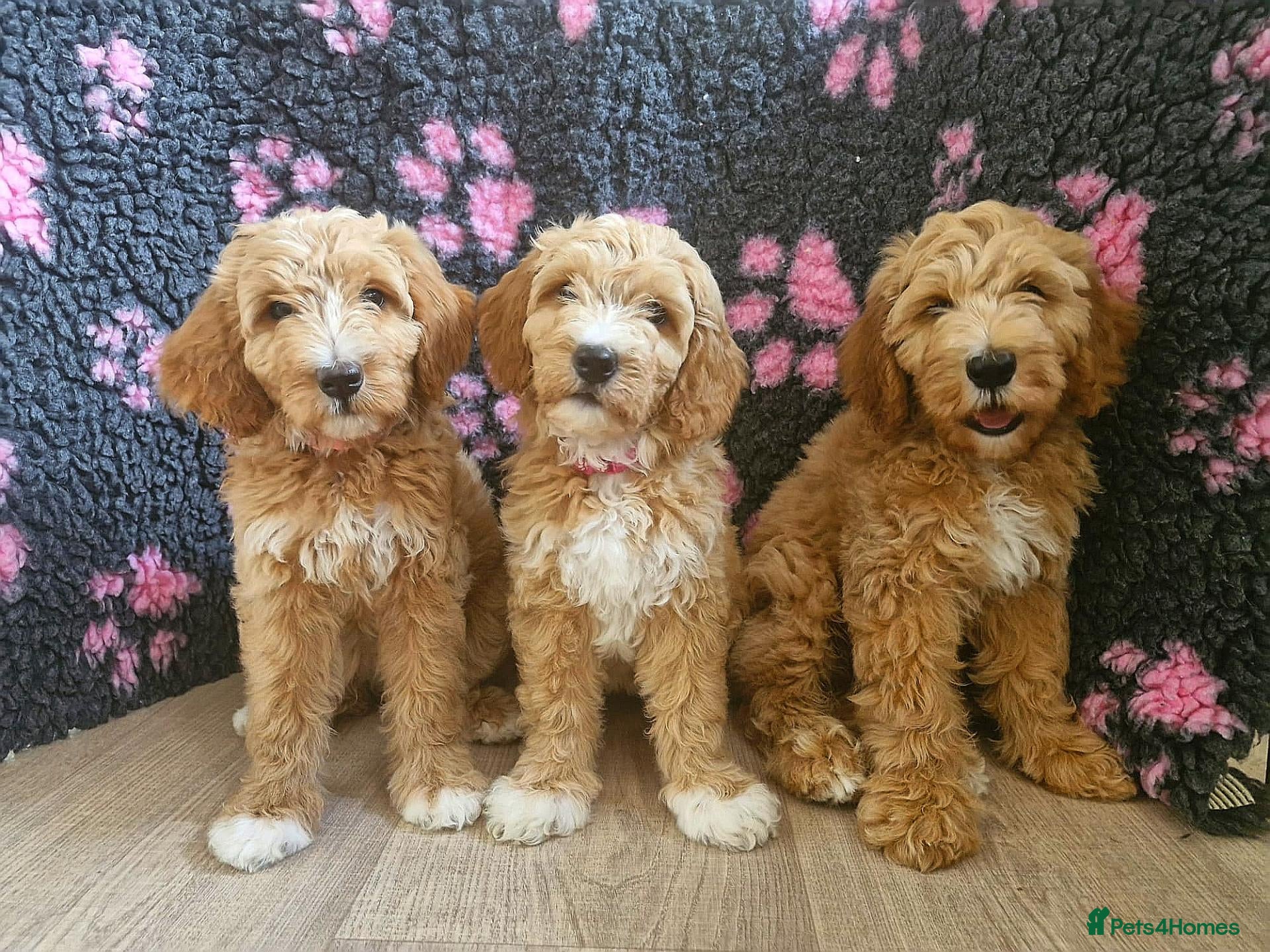Goldendoodle dogs Health tested Australian Double Doodles - Advert 1